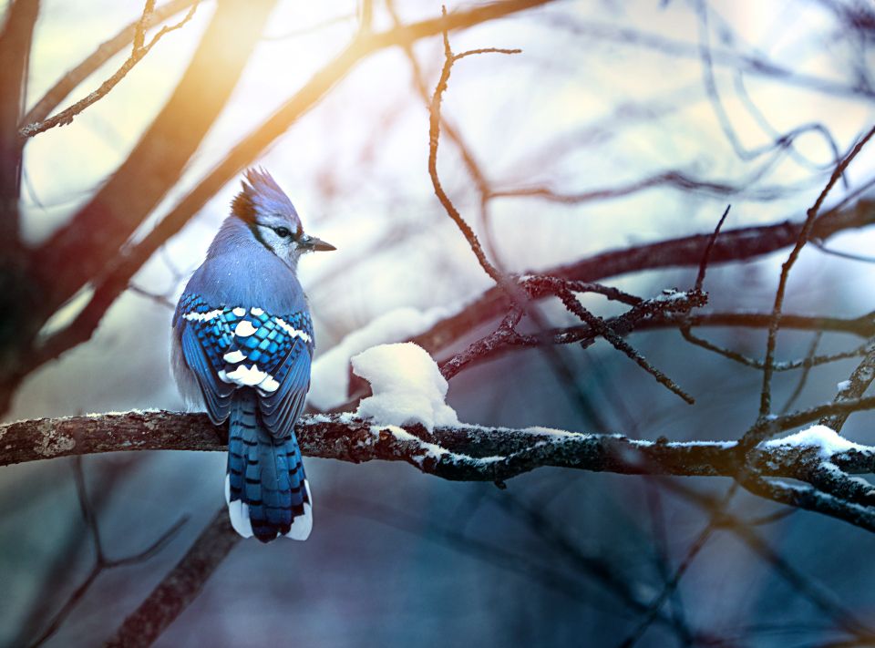 blue jay bird perches on a branch during a winter sunrise
