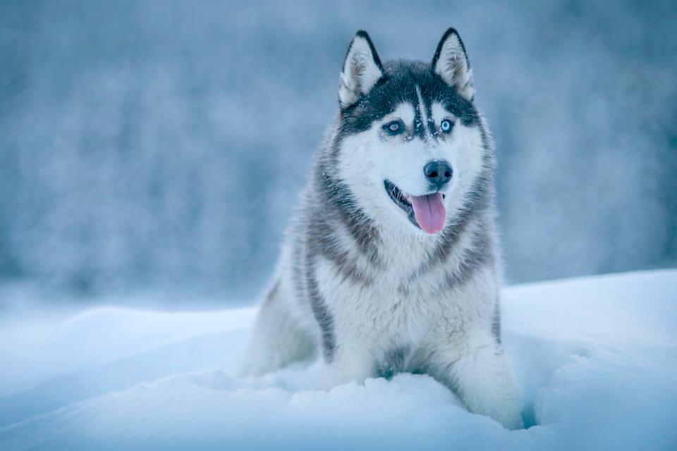 husky with heterochromia eyes sits in a pile of snow with its tongue hanging out