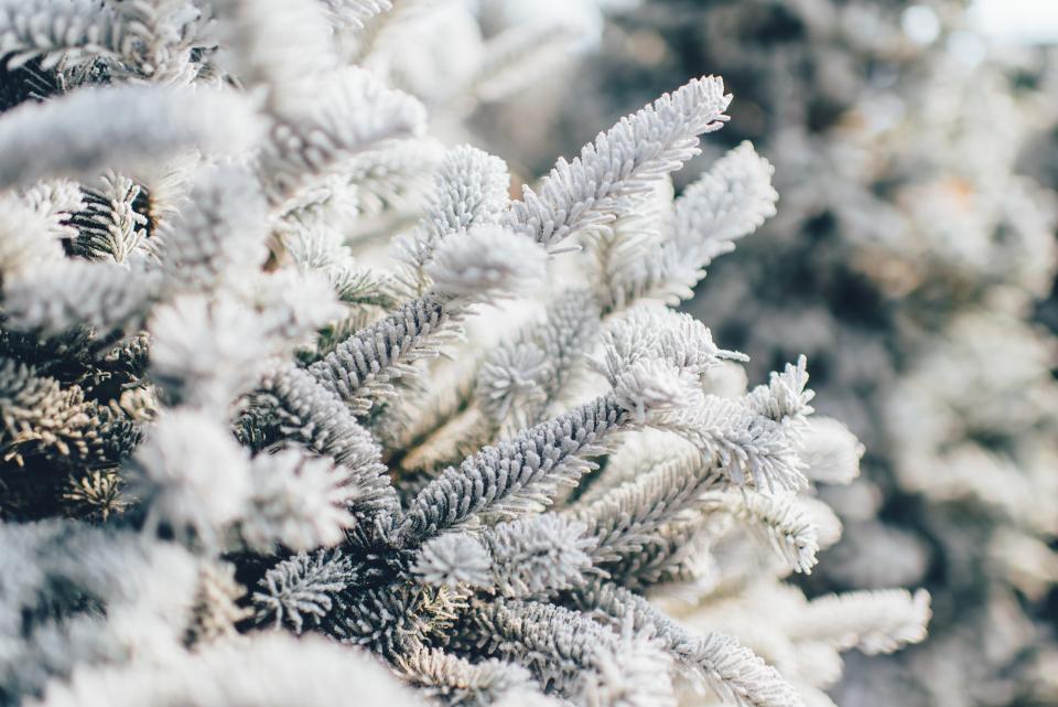 up close, macro shot snow-covered pine trees