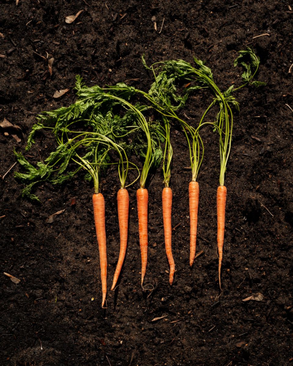 unearthed carrots with long green stems sit on a bed of soil