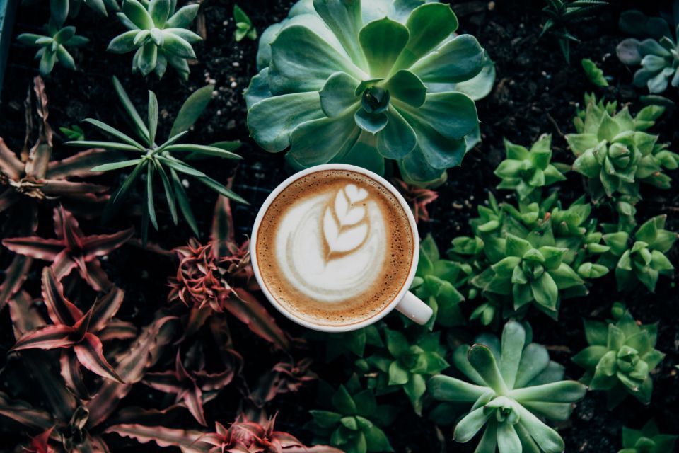 a latte surrounded by succulent plants