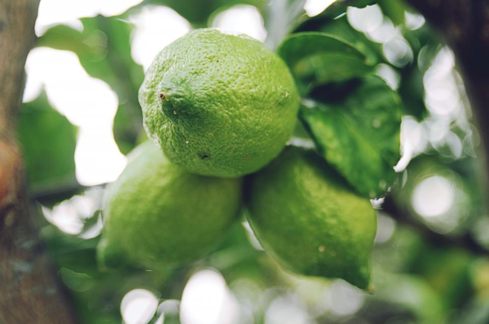 three limes hang from a citrus tree