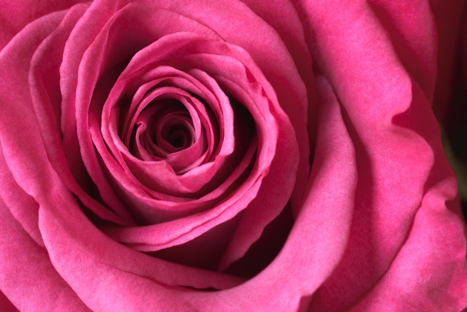 macro shot of the center of a pink rose