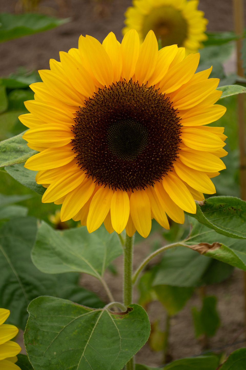 close up of a sunflower growing in a field