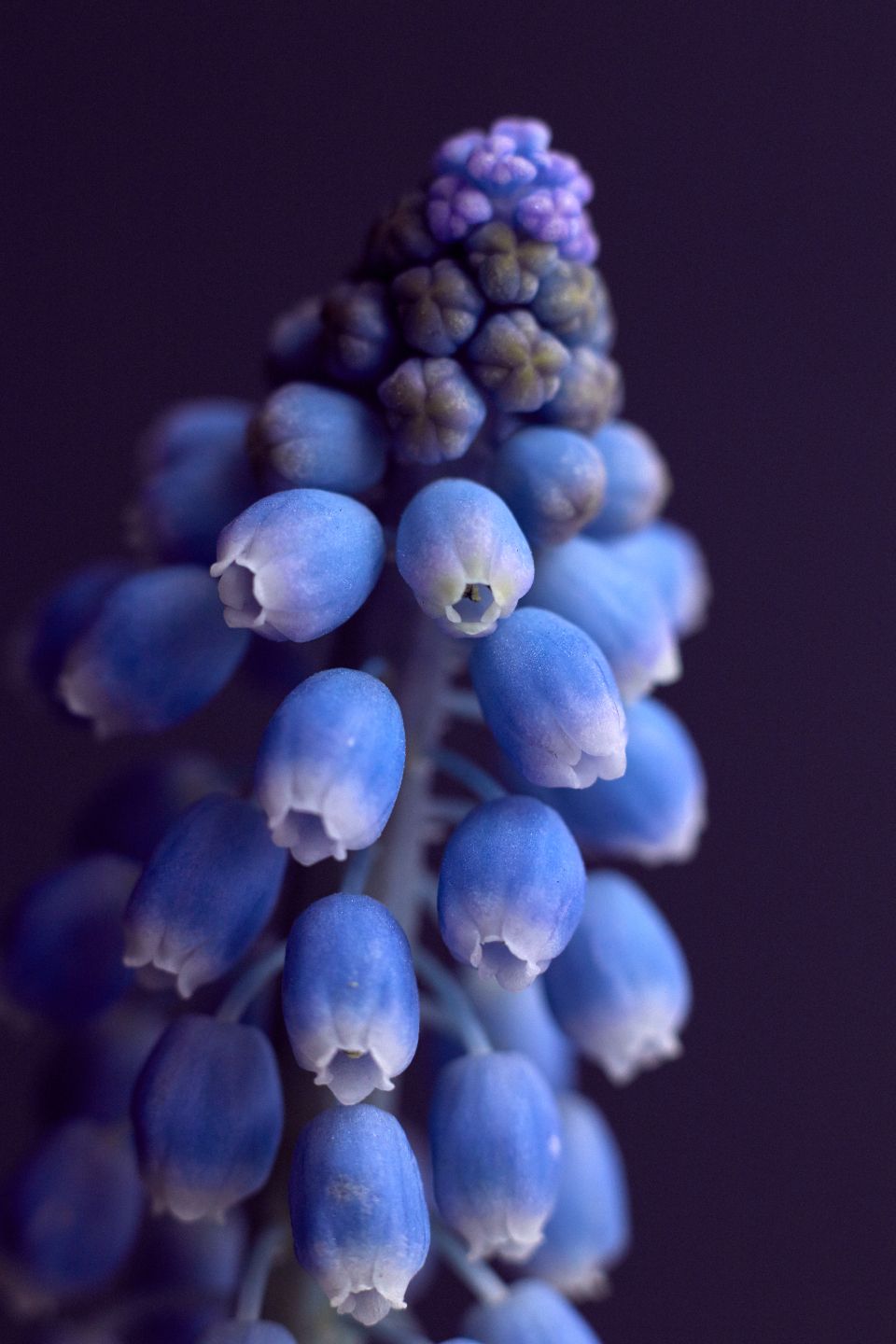 close up image of a purple-ish blue hyacinth flower
