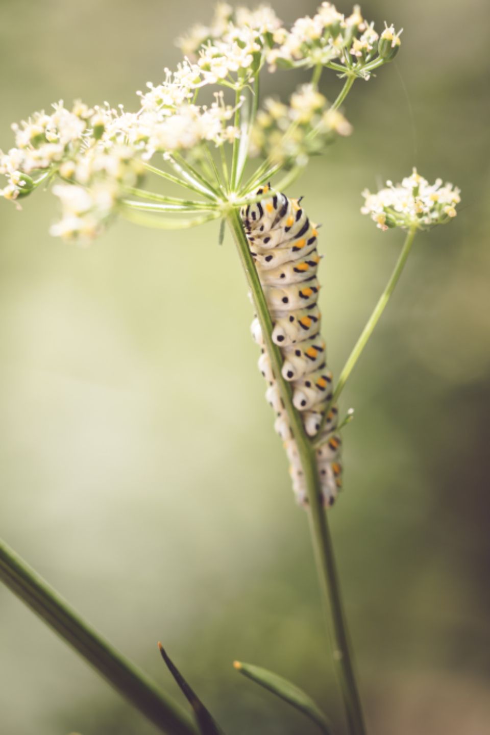 a caterpillar climbs up the stem of a baby's breath flower