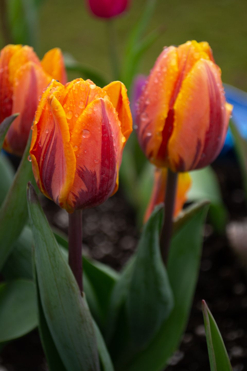 close up image of three variegated tulips with orange, red, and yellow petals