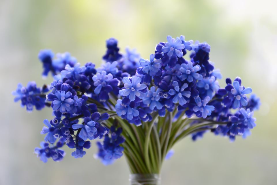 A bouquet of flowers with a shallow depth of field by Marina Pershina