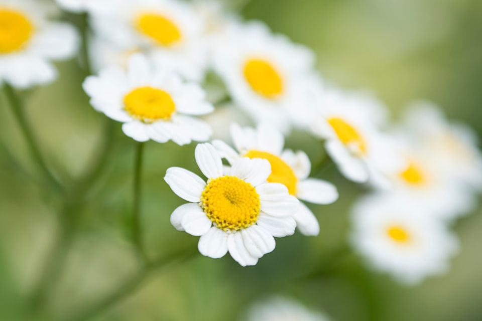 Macro image featuring daisies by Nature's Beauty