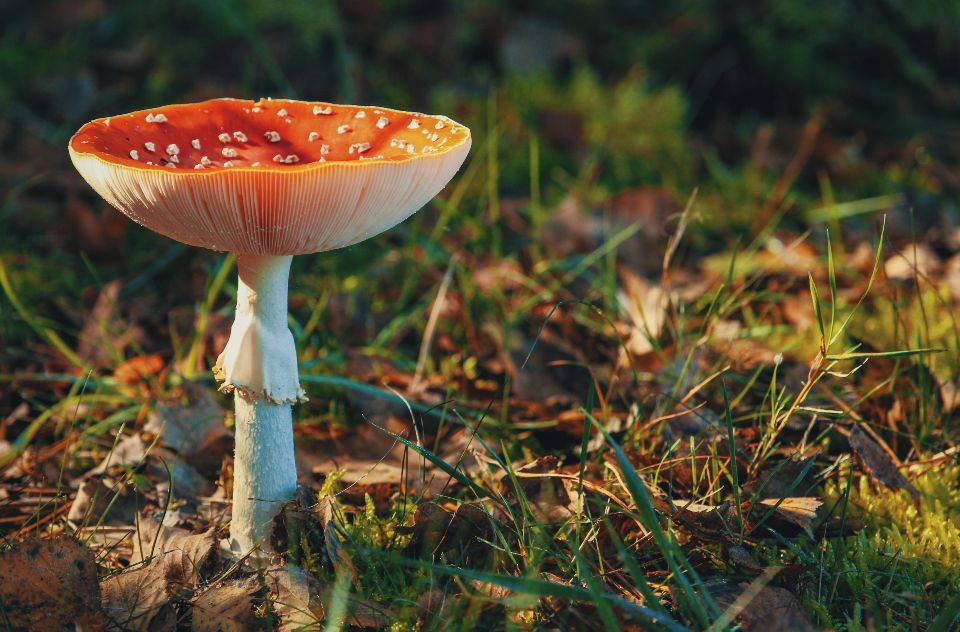 close up image of a red mushroom growing in a garden