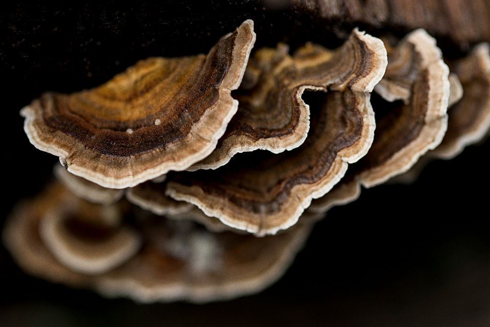 extreme close up image of brown mushrooms 
