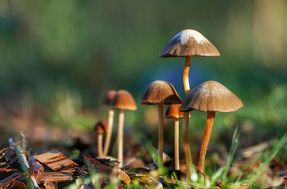 macro image of mushrooms on a sunny day