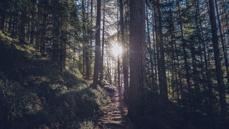 the sun illuminates a trail in a forest with tall trees