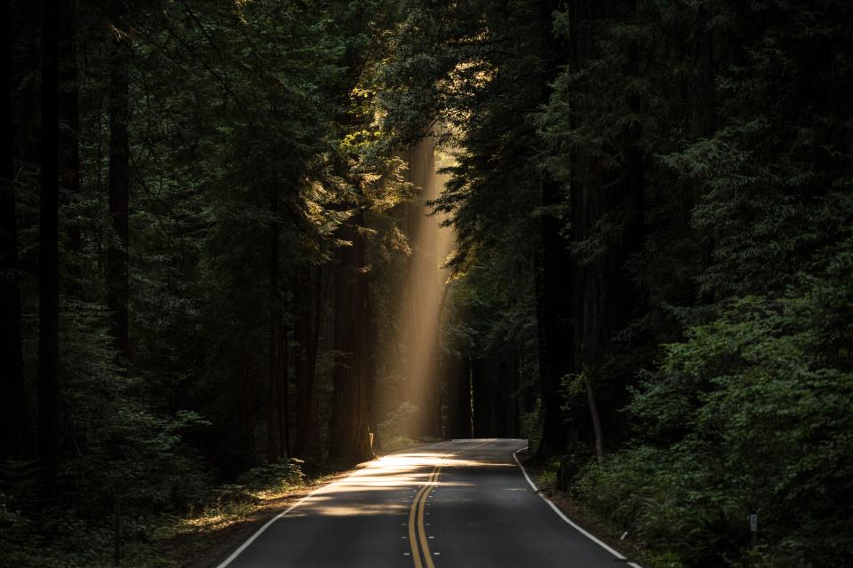 a streak of sunlight comes through the trees that line a paved road in the forest