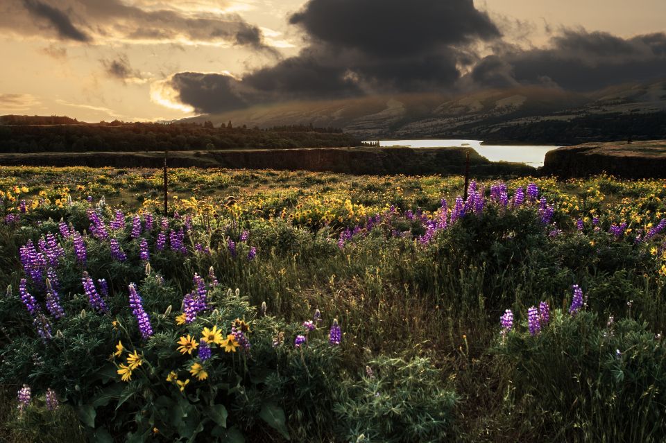 Summer meadow during sunrise with yellow and purple flowers by Bonnie Moreland