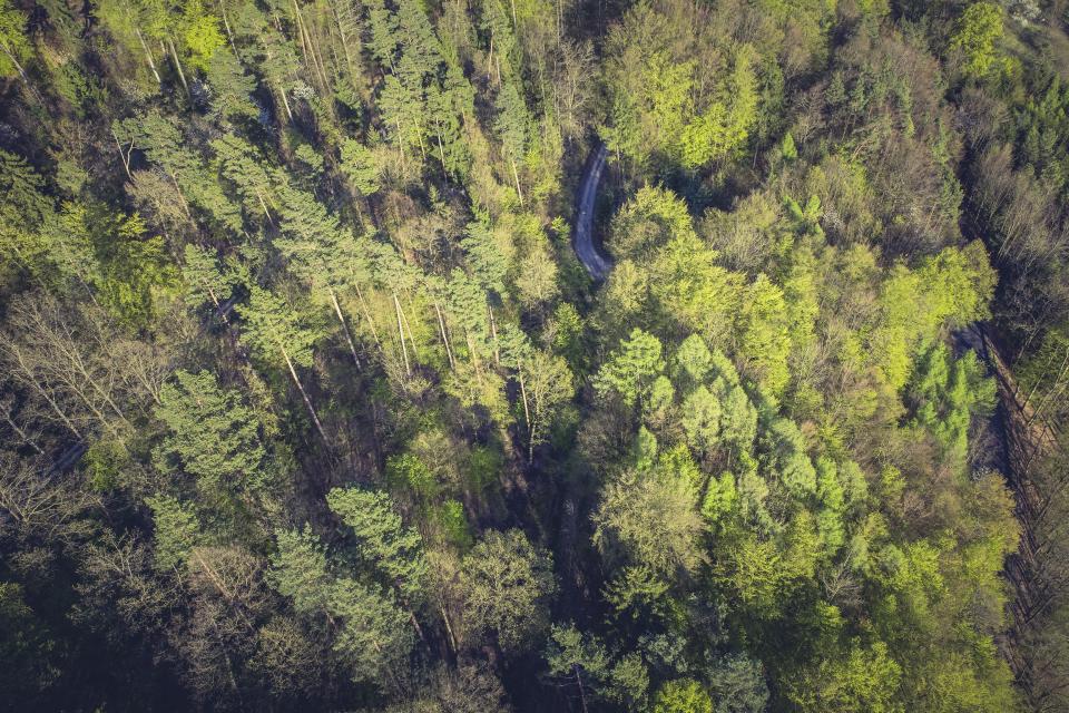 aerial drone image of a lush, verdant trees