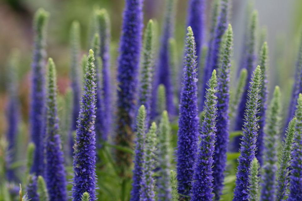 A group of lupine flowers by Travel Photographer