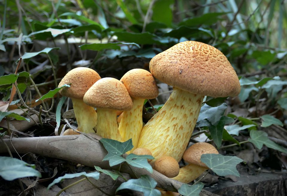 close up image of a group of mushrooms growing among a pile of leaves