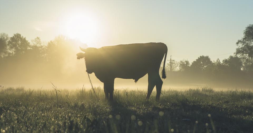 a cow is seen is silhouette standing on a grassy field.