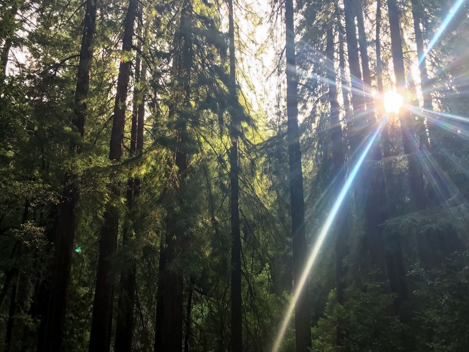 the sun light peeks through a forest of tall trees in the morning.
