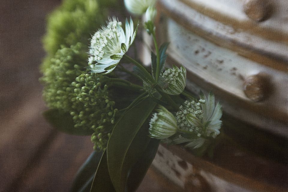 macro image of a flora details 