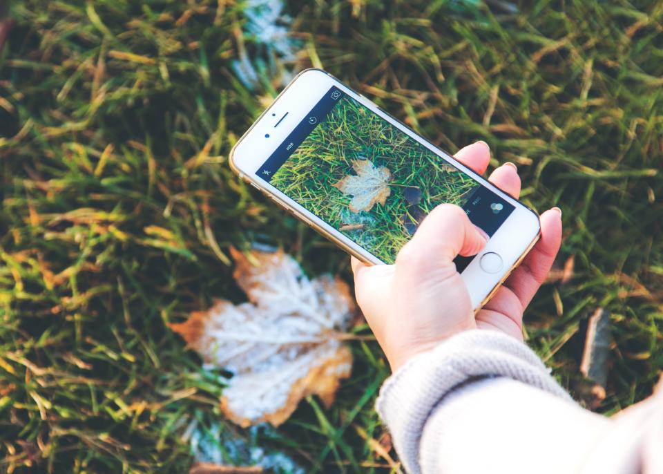 image of someone taking a photograph of a leaf with their smartphone