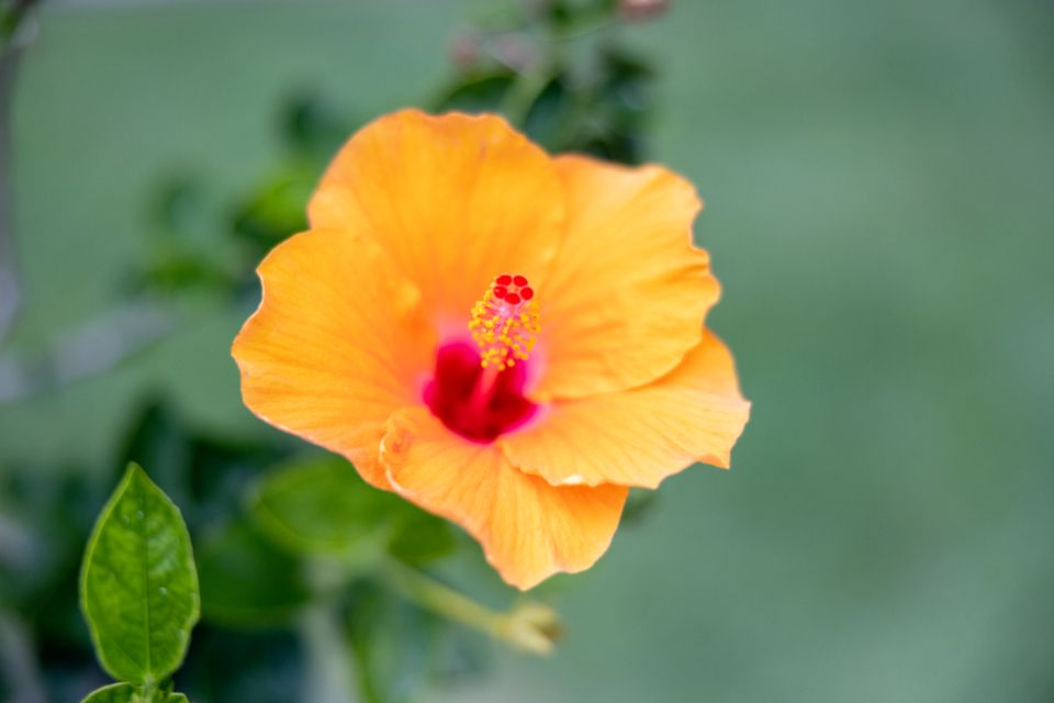macro image of a orange flower
