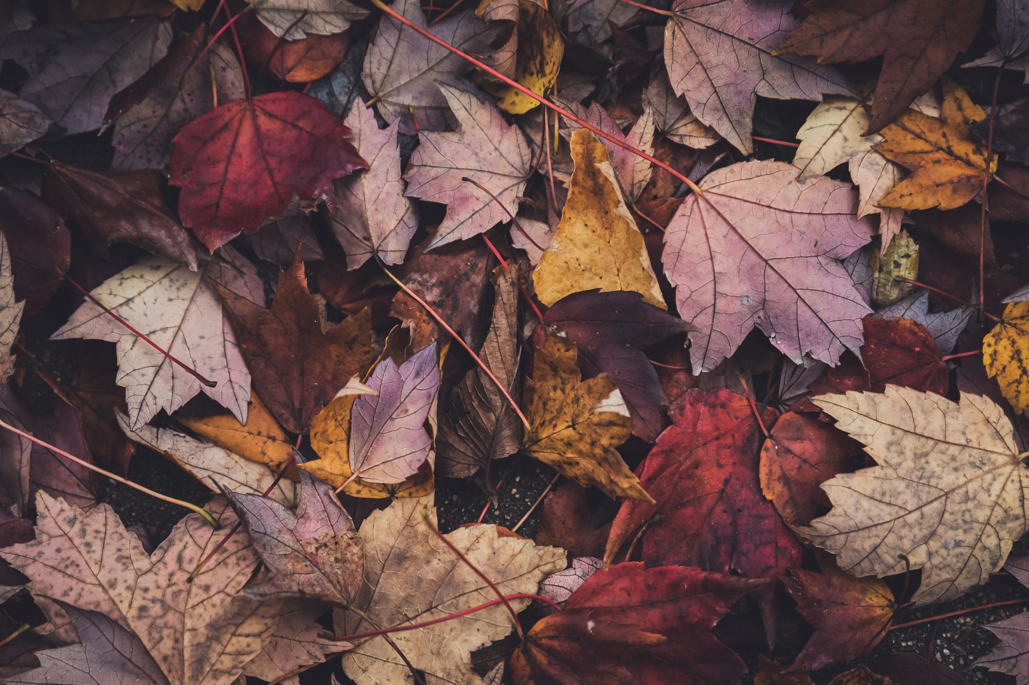 Autumn Leaves Free Stock Image