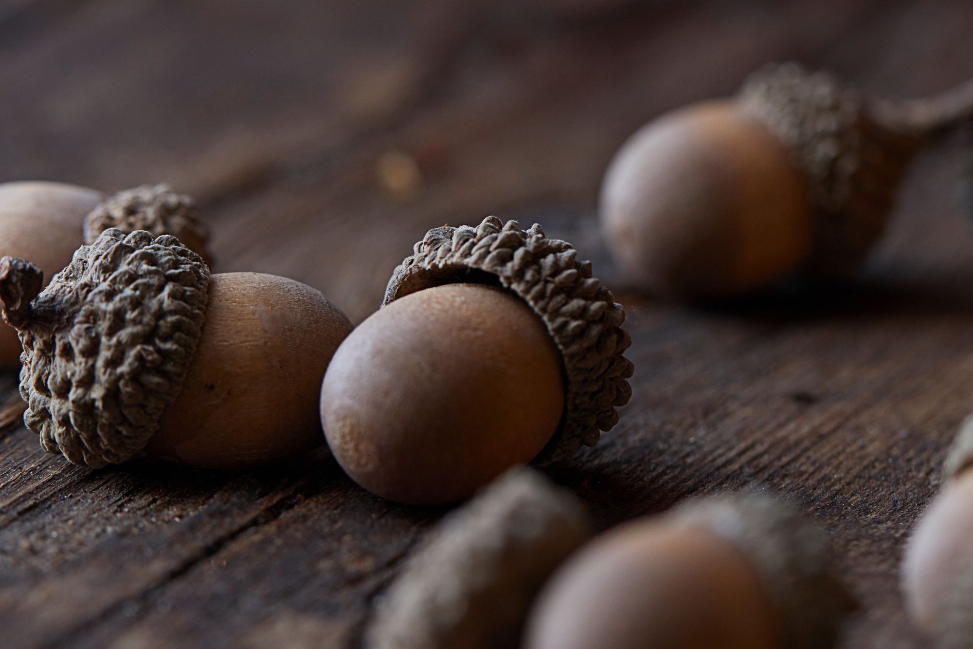 Acorn Nuts Free Stock Image