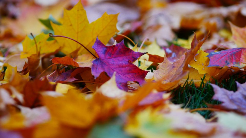 Autumn Leaves Free Stock Image