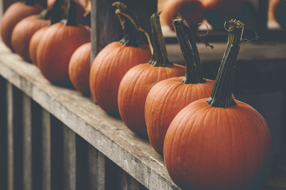 Fall Pumpkins Free Stock Image