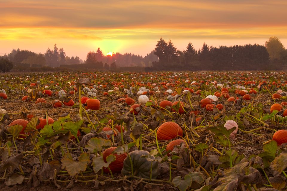 Pumpkin Harvest Free Stock Image