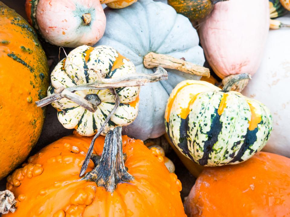 Pumpkins Halloween Free Stock Image